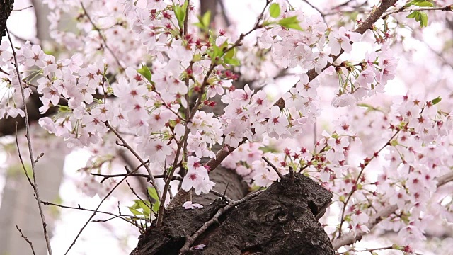 樱花视频素材