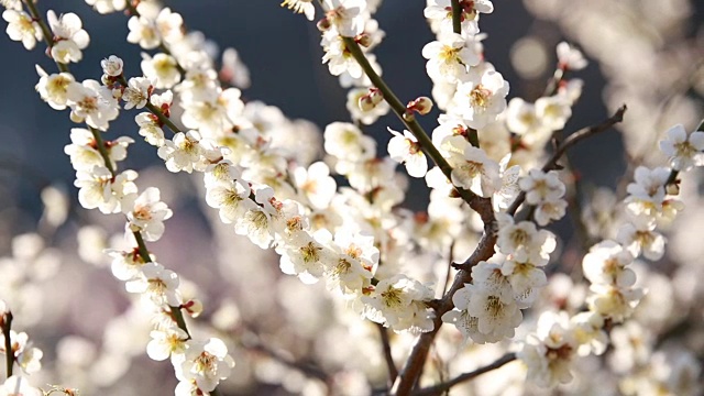 光阳梅洼村视频素材