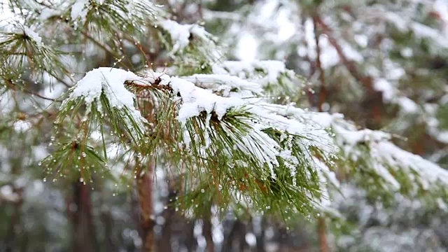 白雪覆盖的松树视频素材