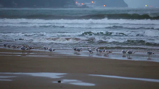 冲浪和灰鹅视频素材