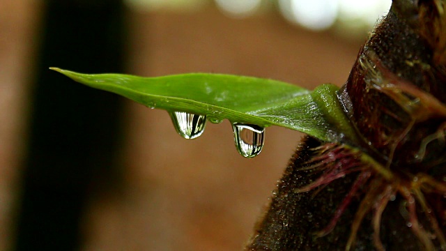 草地上的水滴视频素材