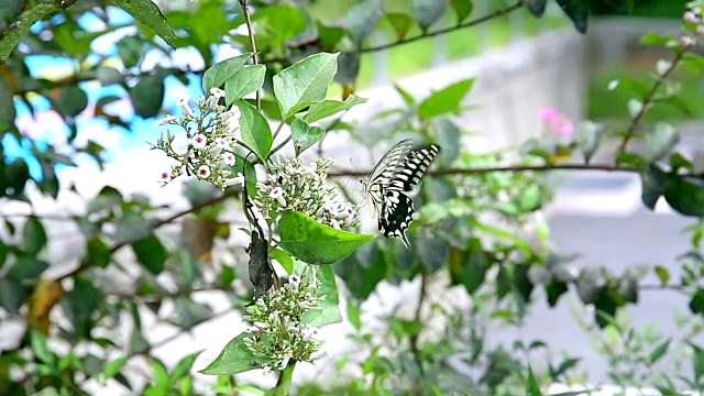 花和蝴蝶视频素材