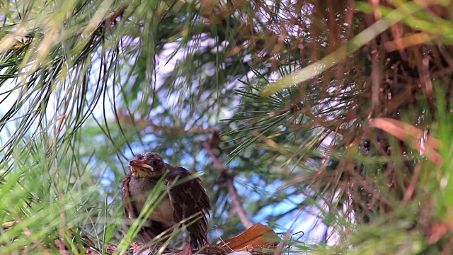 树枝上的黑毛细鳞视频素材