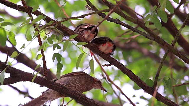 鸟妈妈在鸟巢里喂鸟宝宝视频素材