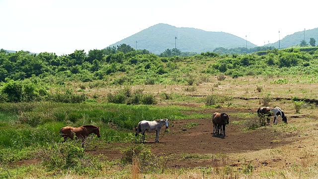 田野里的马视频素材