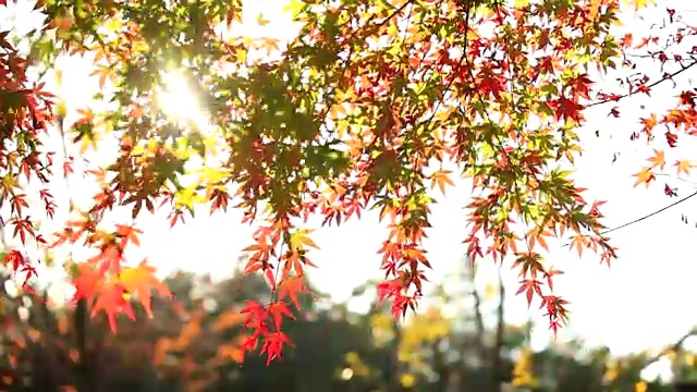 阳光和枫树视频素材