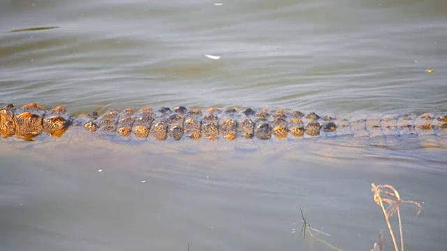 鳄鱼在水里游泳视频下载