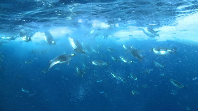 帝企鹅(Aptenodytes forsteri)游泳在海冰下，水下，华盛顿角，南极洲视频素材