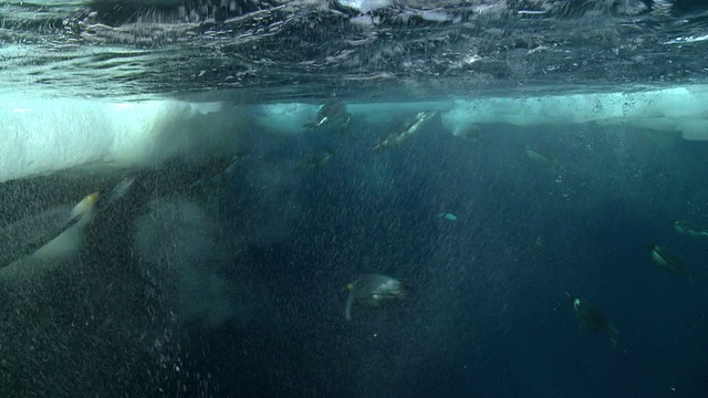 帝企鹅(Aptenodytes forsteri)在水面游泳并观察深处，潜水，水下，华盛顿角，南极洲视频素材