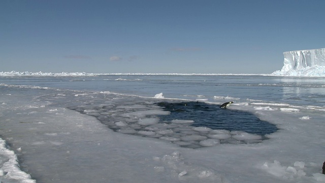 南极华盛顿角的帝企鹅(Aptenodytes forsteri)在海冰中游泳、整理和潜水视频素材