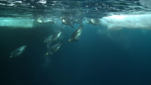 帝企鹅(Aptenodytes forsteri)在水面游泳，观察深处，潜水和浮出水面，在华盛顿角，南极洲视频素材