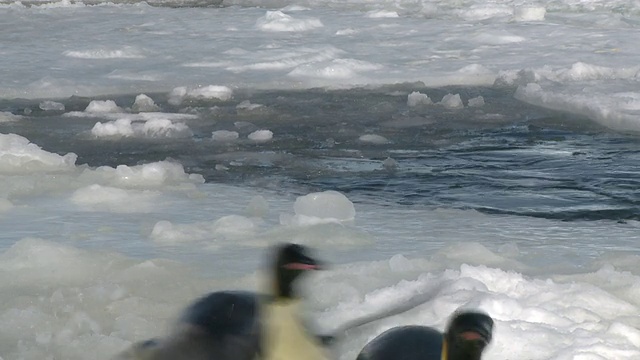 南极华盛顿角，帝企鹅(Aptenodytes forsteri)出水向镜头视频素材