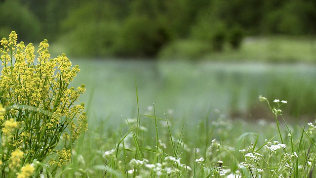 花复雾湖视频素材