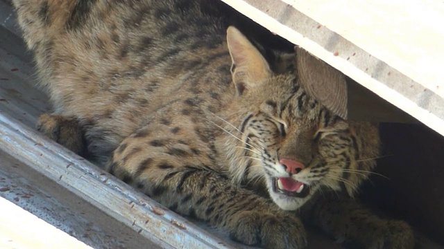 热铁皮屋顶上的山猫视频下载