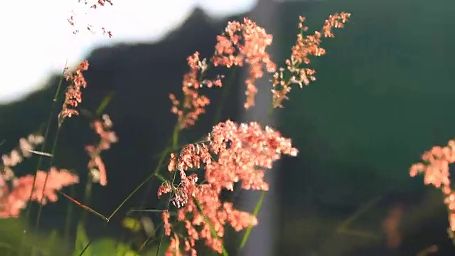 风吹草视频素材