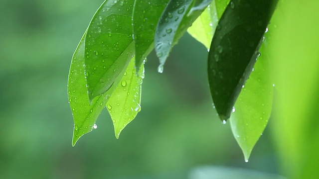 雨在叶子上。视频素材