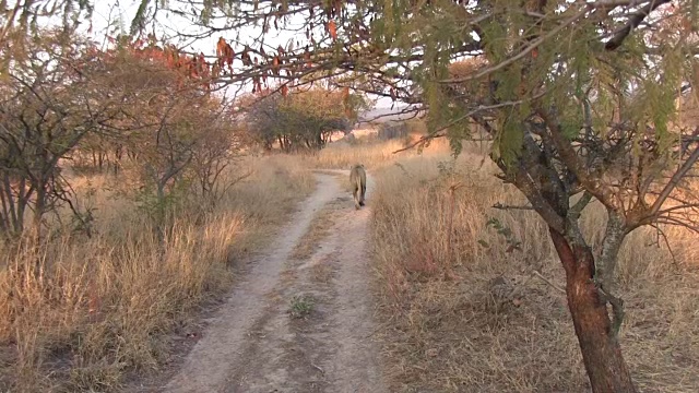 野狮走在乡间小路上。视频下载