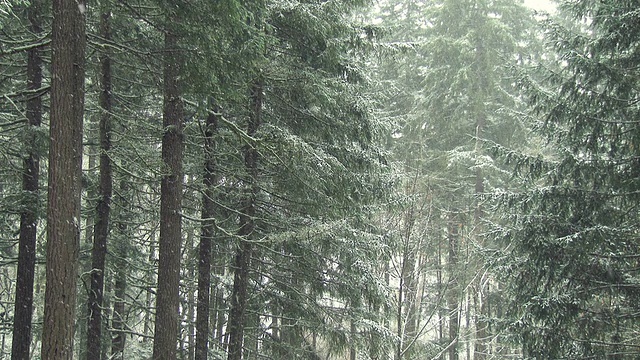 森林里的雪视频素材