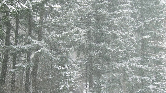 森林里的大雪视频素材