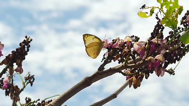 蝴蝶在花视频素材