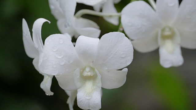 兰花视频素材