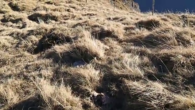 走到高山草甸的顶端看风景视频素材