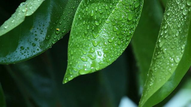 雨后的树叶。视频素材