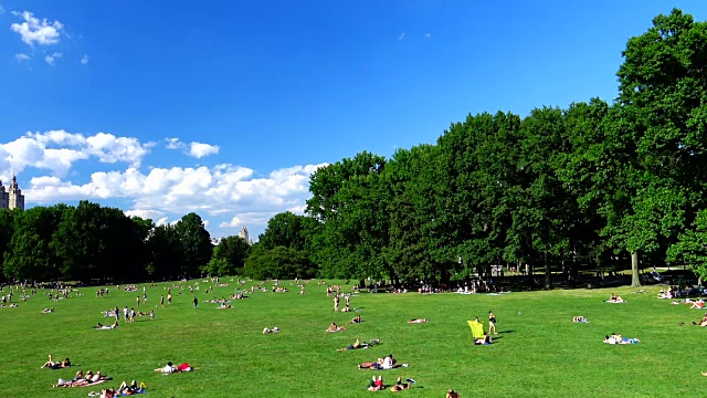 绵羊草地，夏季，中央公园，纽约市视频素材