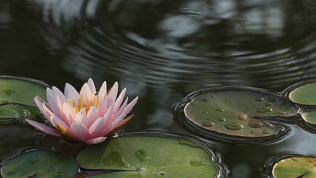 莲花视频素材