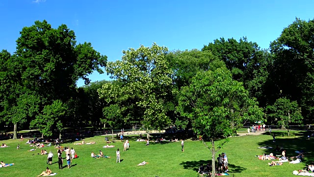 绵羊草地，夏季，中央公园，纽约市视频素材