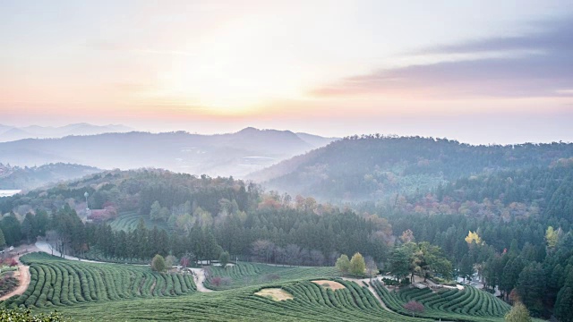 在Boseongchabat的绿茶田和山的日出景色视频素材