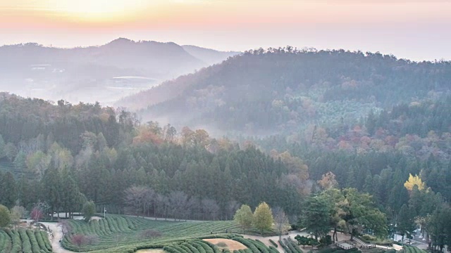 在Boseongchabat的绿茶田和山的日出景色视频素材