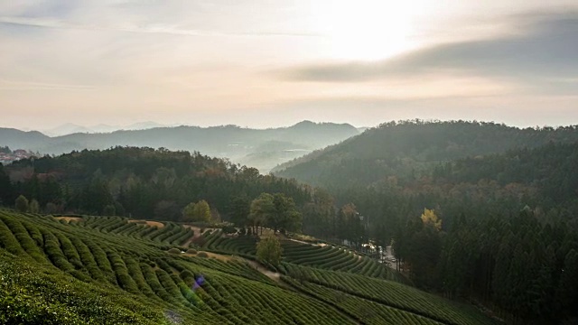 在Boseongchabat的绿茶田和山的日出景色视频素材