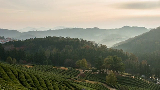 在Boseongchabat的绿茶田和山的日出景色视频素材