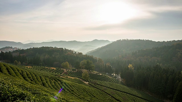 在Boseongchabat的绿茶田和山的日出景色视频素材