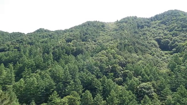 在德岳国家山公园拍摄的高大云杉视频素材