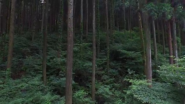 崇岭山柏林(著名的绿淋浴地)视频素材