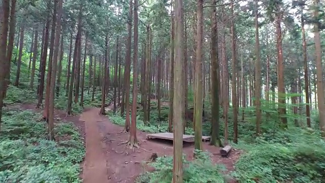 崇岭山柏林(著名的绿淋浴地)视频素材