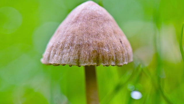 清晨草地上的露珠和野蘑菇视频素材