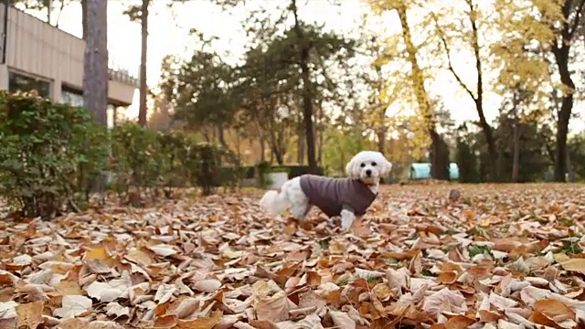 小顽皮的狗视频素材