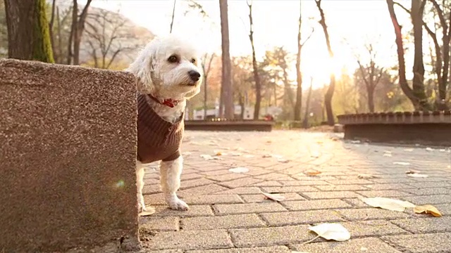 好奇的贵宾犬视频素材