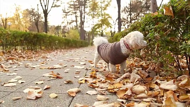 甜美的秋天狮子狗狗视频素材