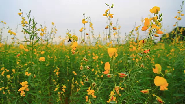 大黄蜂和黄花视频素材