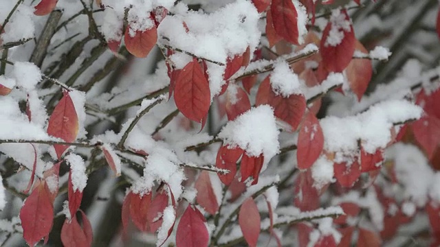 秋天的雪在燃烧的灌木上视频素材