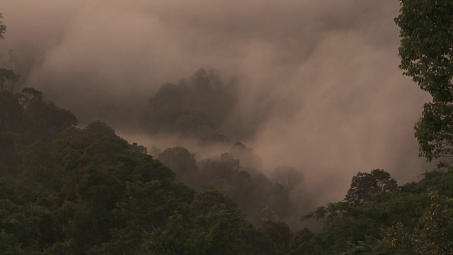 婆罗洲热带雨林上空的黎明薄雾视频素材