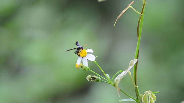 蜜蜂视频素材