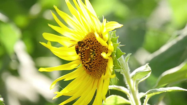 蜜蜂在向日葵上收集花粉视频素材