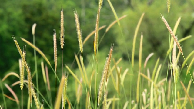 风吹麦田视频素材