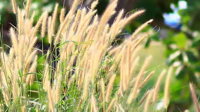 风吹草视频素材