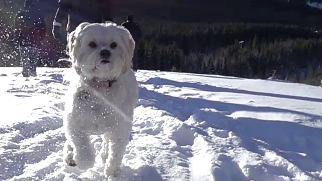 狗在山区的雪地里奔跑视频素材